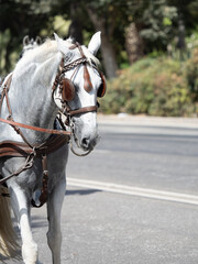 Naklejka na ściany i meble Horses with saddlery details for carriage horses at the Málaga Fair