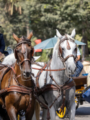 Naklejka na ściany i meble Horses with saddlery details for carriage horses at the Málaga Fair