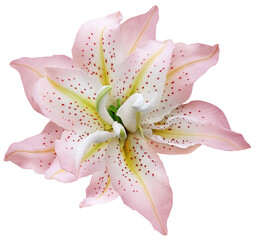 Lily   pink  flower  on  isolated background.  Closeup. For design. View from above.  Transparent...