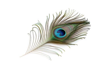Obraz premium peacock feather isolated on white background