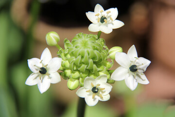 éclosion du bourgeon par de petites fleures blanches - 770546154
