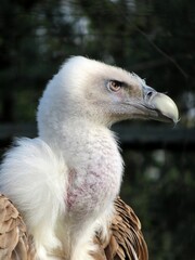 vautour