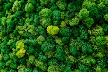 Wandaufkleber Closeup of mosscovered wall, resembling leafy green vegetation © Aleksey