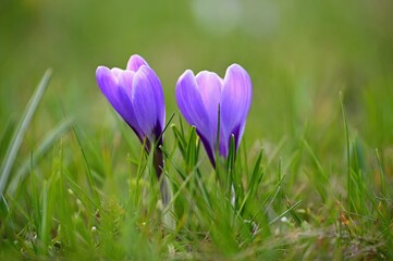 Spring background with flowers. Nature and delicate photo with details of blooming colorful crocuses in spring time.(Crocus vernus)