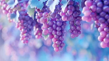 Schilderijen op glas Lush Bunches of Ripe Purple Grapes Hanging from Verdant Grapevines in a Serene Vineyard Landscape © Sittichok