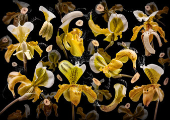 Banana orchidea (aus der Fotoserie 