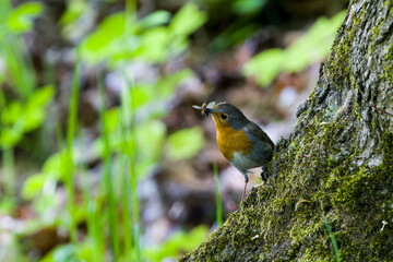 Fototapeta premium Rotkehlchen (Erithacus rubecula) mit Insekten