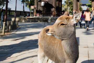 Nara Deer looking left at, Nara Deer Park in Kyoto