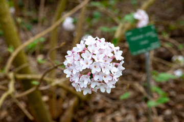 Viburnum carlesii, the arrowwood or Korean spice viburnum, is a species of flowering plant in the...