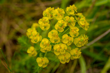 Kwiatostan wilczomlecza (Euphorbia L.) kwitnący w majowe popołudnie na skraju pola rzepaku....