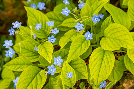 Omphalodes verna, creeping navelwort , blue-eyed-Mary is the family Boraginaceae.