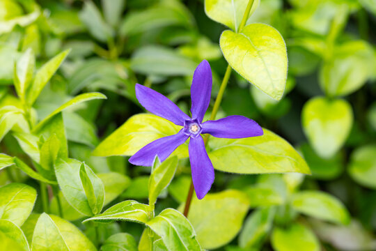 Vinca major, with the common names bigleaf periwinkle, large periwinkle, greater periwinkle and blue periwinkle, is a species of flowering plant in the family Apocynaceae,