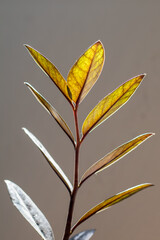 Close up of green leaves on a blurred background, Zamioculcas Zamiifolia Black, potted house plant with black leaves background with copy space.