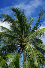 coconut palm tree