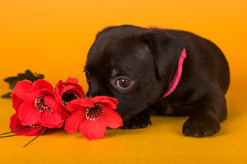 American Staffordshire Bull Terrier dog puppy with red poppies in a yellow background