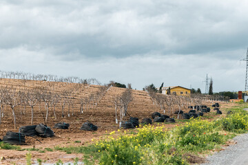 Intensive organic planting, with sustainable drip irrigation, trees in line
