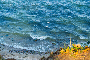 waves on the beach swans sea lake