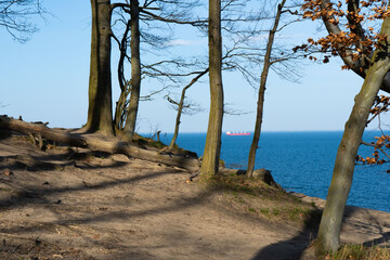 tree on the beach landscape, water, nature