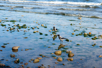 crows stones moos on the water