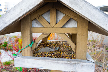 bird house in the garden