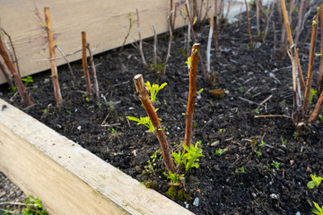 seedling in the ground, 
raspberry seedling