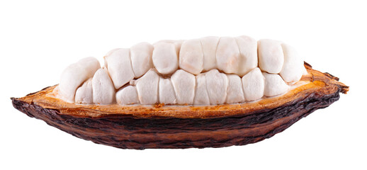 Fresh cacao fruits isolated on white background. Dark red cocoa pods. Clipping path.