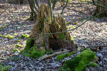 moss on wood,moss on tree trunk