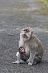 Macaque monkey on the tree in the forest