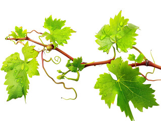 Grape leaves vine branch with tendrils and young leaves after rain in vineyard, green leaves vine...