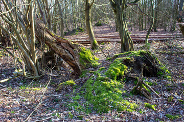 moss on wood,moss on tree trunk