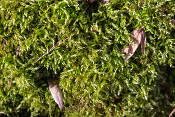 Obraz premium moss on wood,moss on tree trunk
