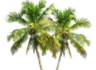Fototapeta na wymiar Two green coconut trees isolated on white background