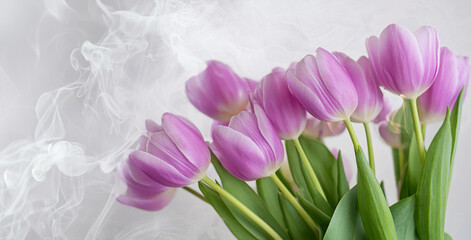 Fioletowe tulipany. Wiosna, piękne kwiaty na białym tle. Wiosenne tło kwiatowe