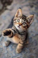 Fotobehang Piękny mały kotek z wyciągniętą łapką © Henryk Guziak