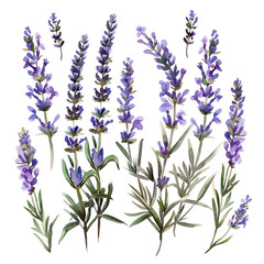 Fototapeta premium A set of watercolor lavender sprigs, delicately painted, isolated on transparent background