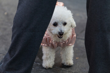 a stylish Maltese dog, bokeh street background - obrazy, fototapety, plakaty