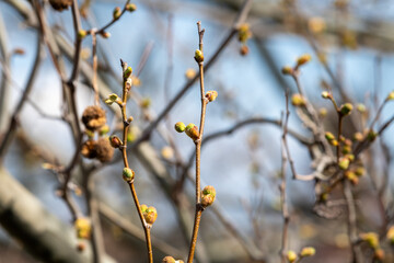 Nahaufnahme eines aufblühenden Platanenbaums