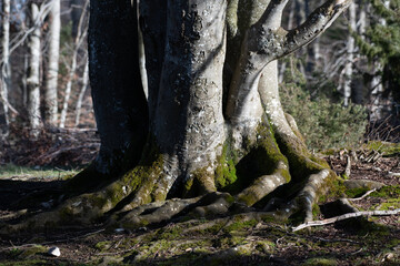 Baum mit imposanter Baumwurzel im Wald