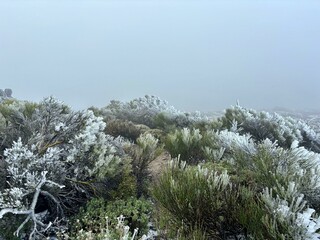 The view of Teide National Park on a cold day, iced plants and frost, gray sky on the background, Tenerife, Canary Islands, Spain