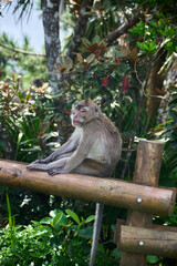 Macaque monkey on the tree in the forest