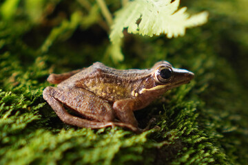 European brown frog (Rana temporaria) on a mossy rock