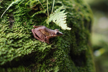 European brown frog (Rana temporaria) on a mossy rock