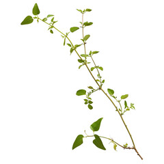 A delicate creeper with tiny leaves delicately embracing a thin, wooden twig, isolated on transparent background