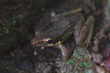 European brown frog (Rana temporaria) on a mossy rock