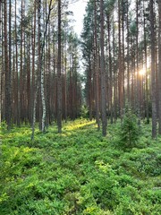 Fototapeta premium forest before sunset