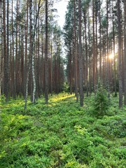 forest before sunset