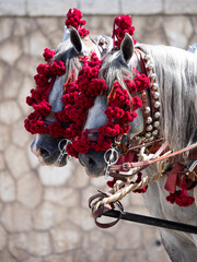 Ornaments on the head of carriage horse - obrazy, fototapety, plakaty