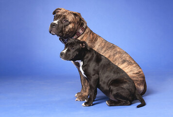 Two american staffordshire terrier, mom and puppy, on blue background