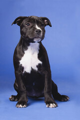 American Staffordshire Terrier puppy on a blue background