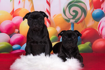 Two American Staffordshire Bull Terrier dogs puppies on red background